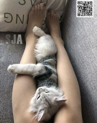 陆军一号电视剧